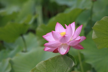 Lotus flower blossoms in a Japanese garden