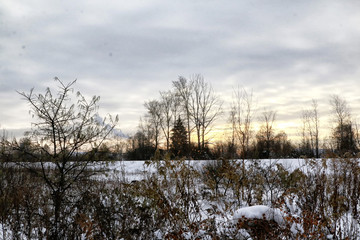 Gray sky with clouds, black trees and white snow arround