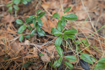 Blueberry plant in forest