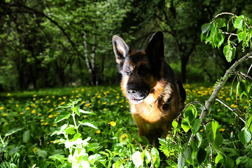 German shepherd dog illuminated on one side in a dark park