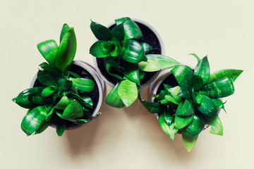 Top view of three home plants of sanseviera in pots on light background.