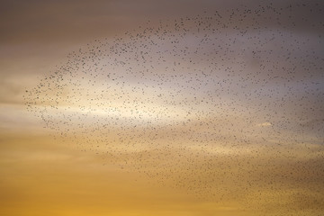 large flying flack of blackbirds thrustle