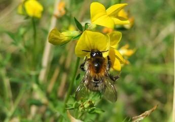 Bumblebee on lotus corniculatus flower in the meadow, closeup 