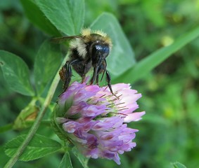 Bumblebee on a clover flower in the meadow, closeup 