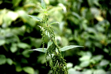 Plant green