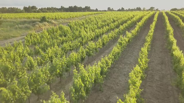 Aerial footage of a vineyard in the South of France showing the grape vines, trees and back roads shot from a DJI Mavic Pro drone.