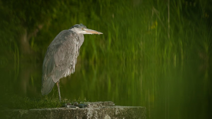 Graureiher in freier Natur