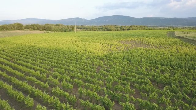 Aerial sunset footage of a vineyard in Provence, the South of France showing the grape vines, trees and back roads shot from a DJI Mavic Pro drone.