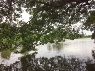 Landscape River in nature tree