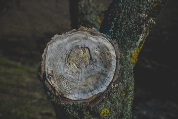 Obraz premium Tree stump