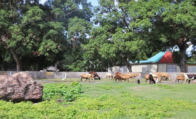 Goats roaming wild in a rural setting