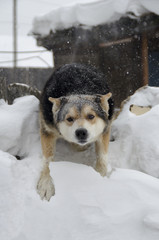 Snow falls on the dog