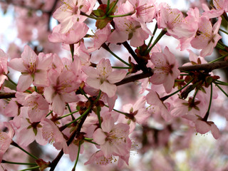 Cherry blossoms close-up
