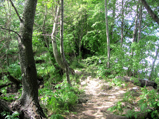 Fototapeta premium Path in the forest
