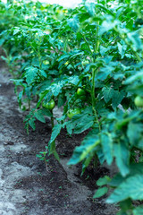 The rows of tomato seedlings home-grown produce
