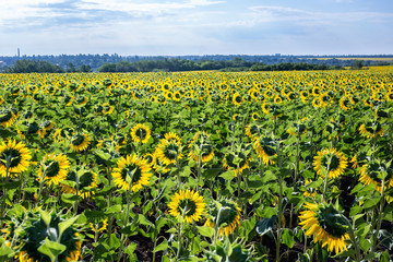 Beautiful sunflower field in the afternoon