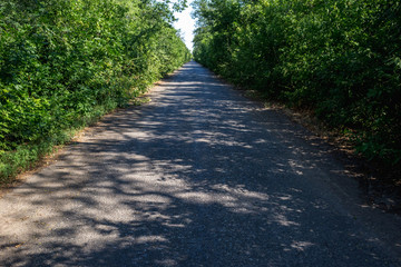 Obraz premium Old overgrown ruined asphalt road in summer