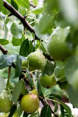 A green pear on a tree after a rain in droplets of dew.