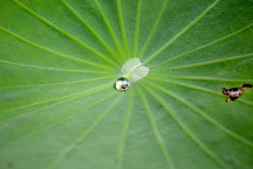 Droplet on Lotus leaf