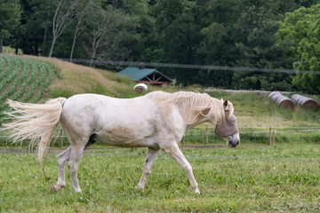 Obraz na płótnie Canvas white horse with fly mask