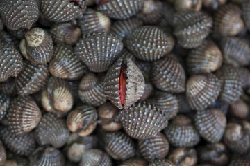 Scallop seafood, shellfish sold in the market.