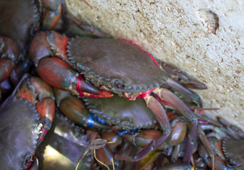Image of crabs sold in the market, Thailand