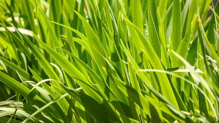 Large green leaves on the grass in the park