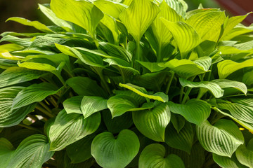 Large green leaves on the grass in the park