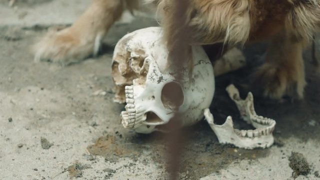 the dog is eating a human skull