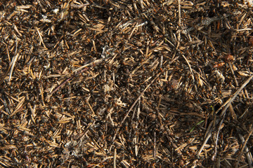 the natural background - ant hill in sunny day