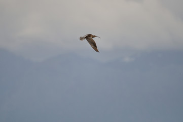 Brachvogel