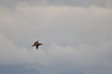 Brachvogel