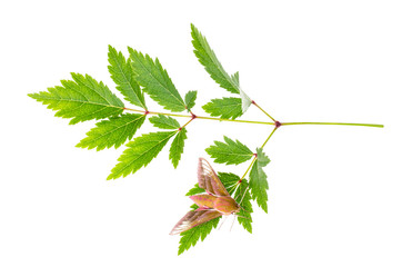 Moth, night butterfly