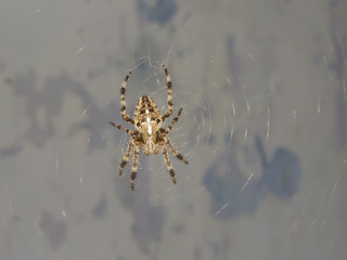 beautiful spider with cross on a shiny web background