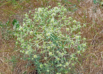 big thorny plants