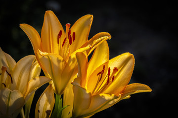 Yellow lily flowers close-up on a sunny day.
