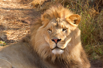 Close up portrait of one young male lion laying in brown grass on a bright sunny hot summer day. Looking directly at viewer.