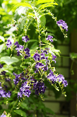 ジュランタ・タカラズカの花