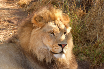 Close up portrait of one young male lion laying in brown grass on a bright sunny hot summer day. Looking to viewers right.