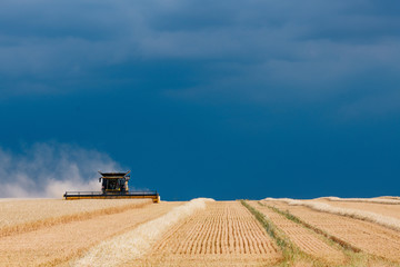 Fototapeta premium Landwirtschaft , Gerstenernte beginnt früher als gewöhnlich