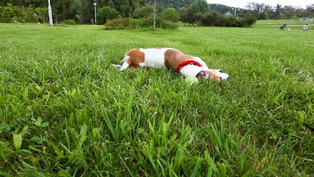 Cute dog Jack Russell terrier messing around creeping in the grass. Playful pet. Video footage. Happy time outside