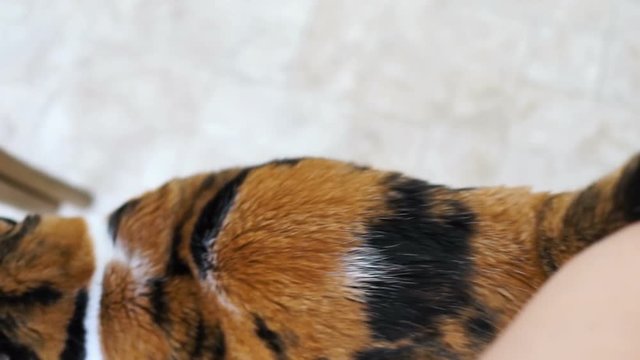 Calico cat standing up on hind legs begging for treat, paws up, adorable cute big eyes asking for food in kitchen floor by cabinets, intelligent doing trick, shaking head