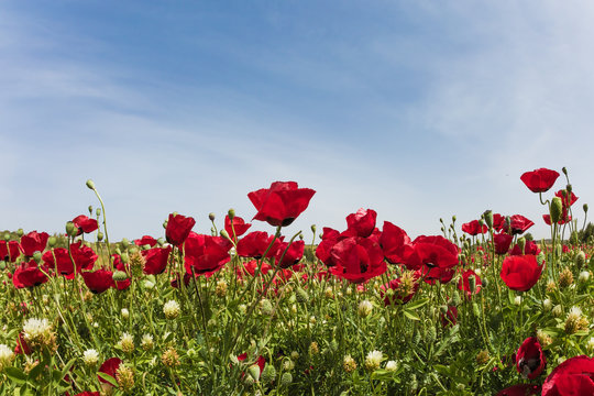 The dry wind begins - hamsin