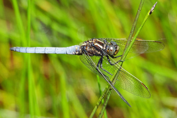 Pale Blue Broad-Bodied Darter
