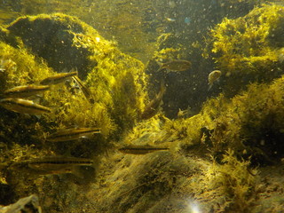 Fototapeta na wymiar water, fish, algae