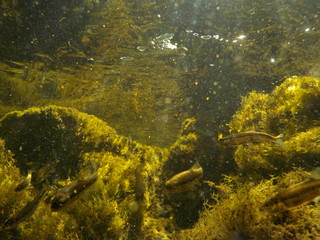 Fototapeta premium water, fish, light