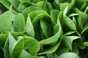 Fototapeta na wymiar Romaine lettuce growing