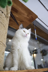 A cat
