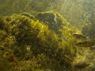 water, fish, stone
