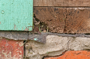 Tiny common shrew (Sorex araneus) sits in crack of wooden beam on house foundation. Kaluzsky region, Russia.

